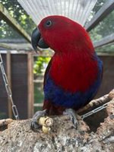   Grand Eclectus femelle (gratuit) 