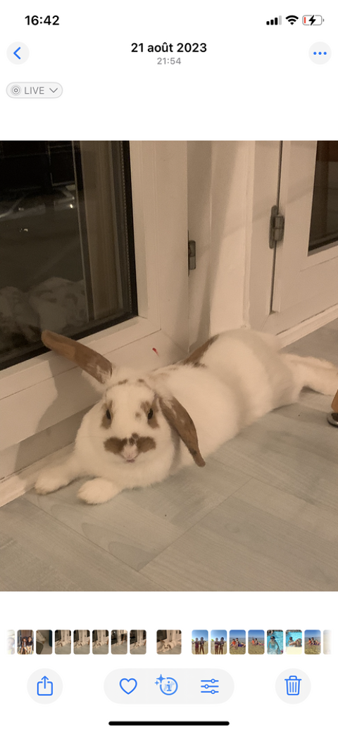 Donne 2 adorables lapines - secteur de Montigny le Bnx (78) 0 78180 Montigny-le-bretonneux