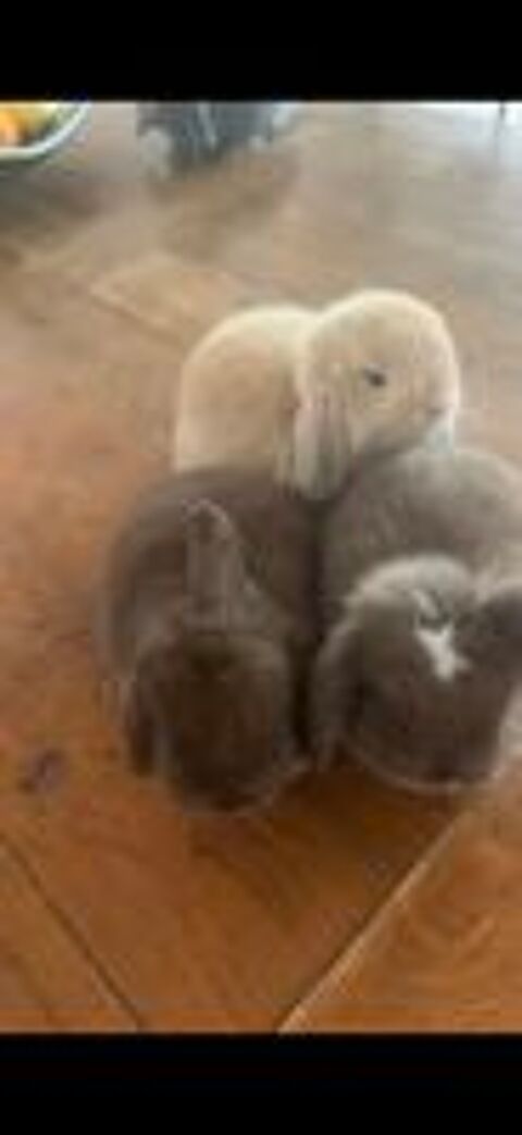   Trois minilops.... 