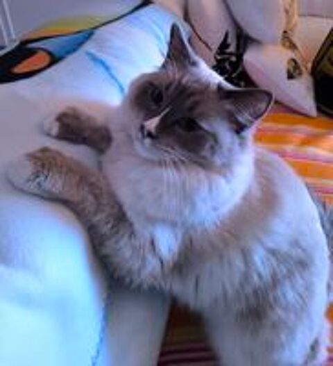   Ragdoll 