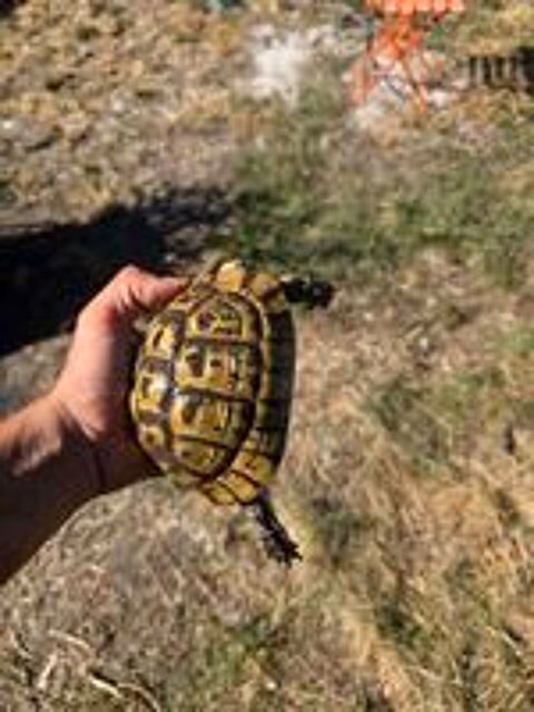   Tortue femelle  