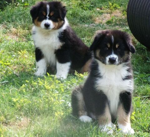 magnifiques bébés  berger australien 800 81140 Castelnau-de-montmiral