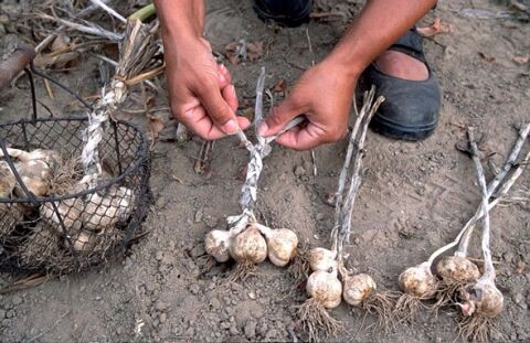 Recherche un emploi le triage et préparer l'ail
0 46090 Le montat