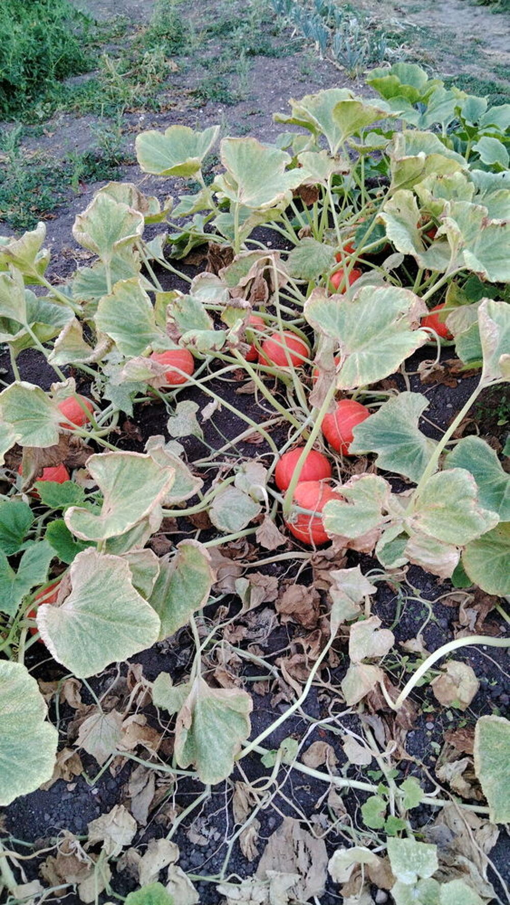 potimarrons Jardin