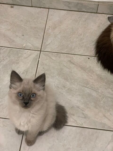 magnifiques chatons siamois 0 51100 Reims