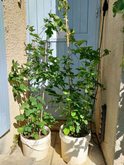 Murier sans epines et a gros fruits en pot de 12 litres 0 Montpellier (34)