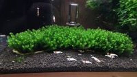   Plante / Mousse : Rare Moss pour aquarium 