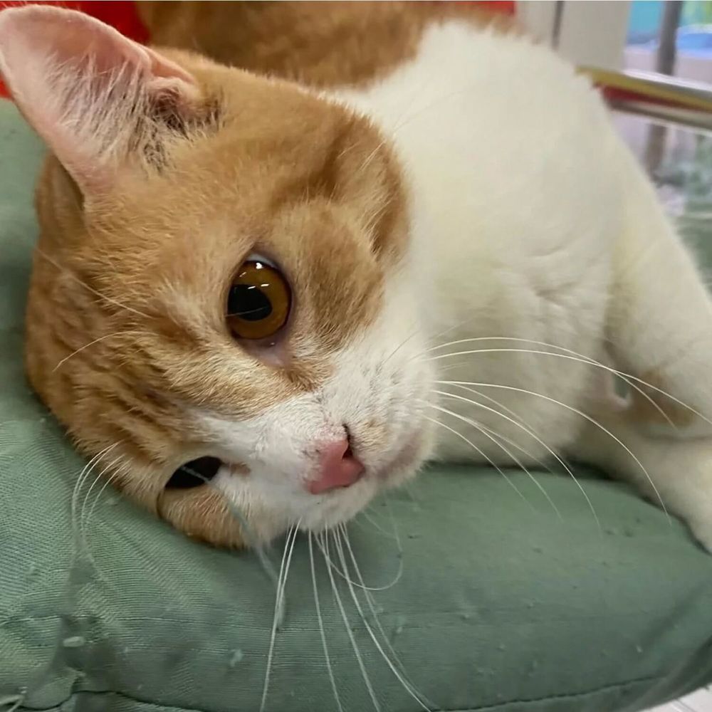   ✨️ MACHU ✨️ 🐱 