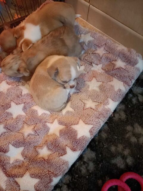 Chiot chihuahua poil court 700 60400 Noyon