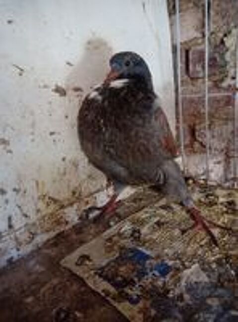   Pigeons cauchois et sottobanca  