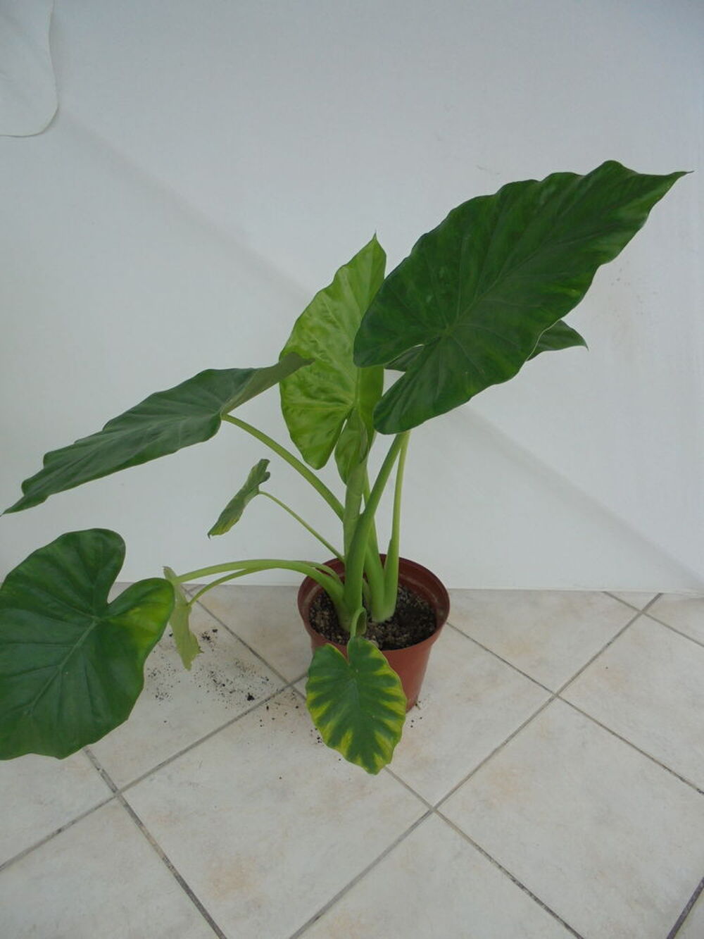 Pots d'Alocasia ou oreilles d'&eacute;l&eacute;phant Jardin