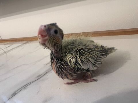 Perruche Calopsitte 90 92230 Gennevilliers