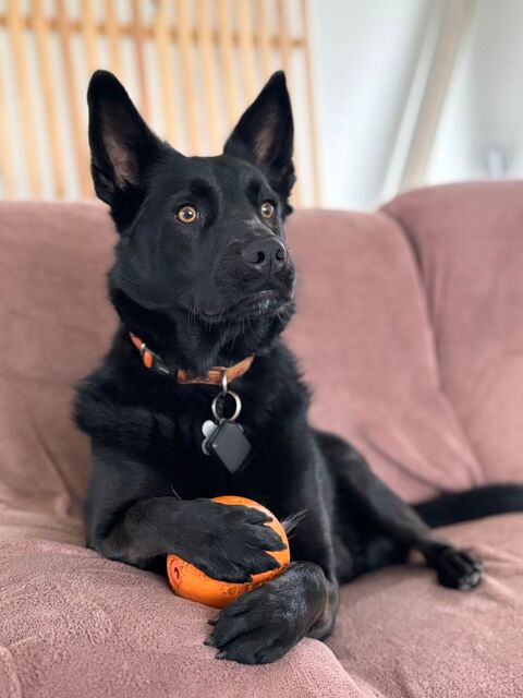 Chien 4 ans &agrave; adopter 0 22360 Langueux