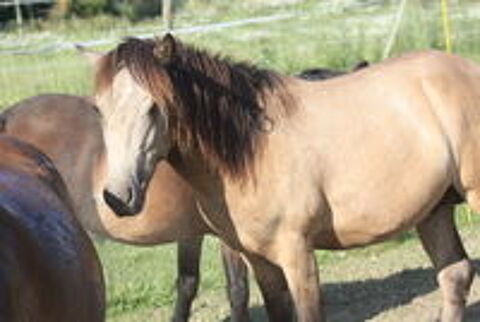   Jeune poney isabelle 