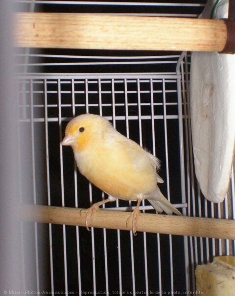 particule cherche femelle canari 25 86150 L'isle-jourdain