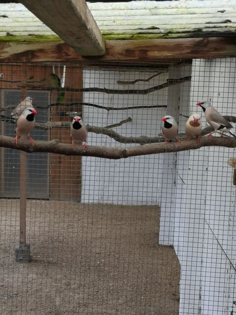 Bavette &agrave; longue queue de heck 20 44860 Pont-saint-martin