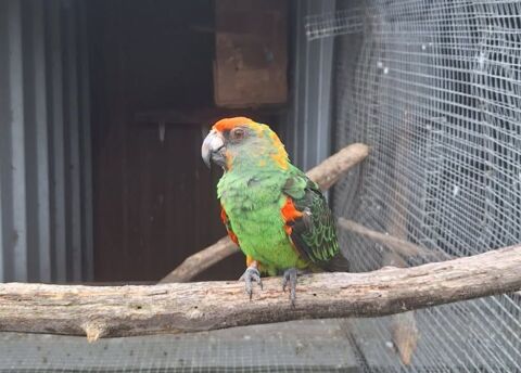 Perroquet de Jardine 2018 EPP 500 82710 Bressols