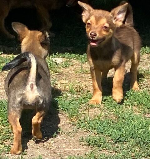 Chiots Pineranian 0 06000 Nice