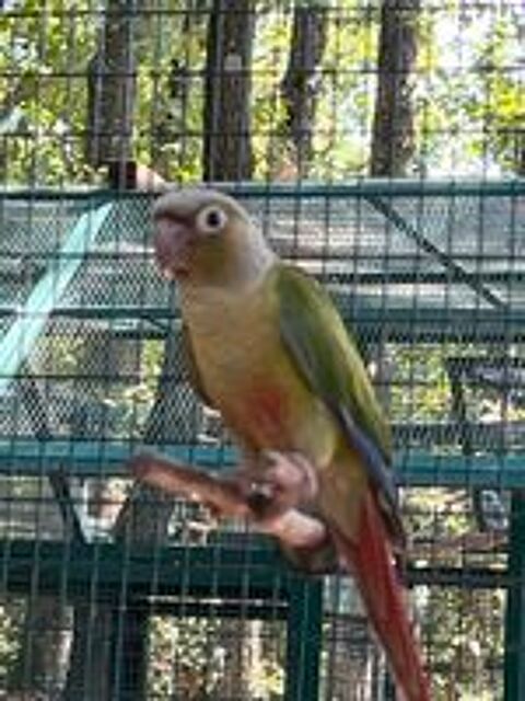   Adorable conure apprivoisée  