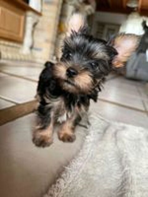   Chiots Yorkshire Biewer 