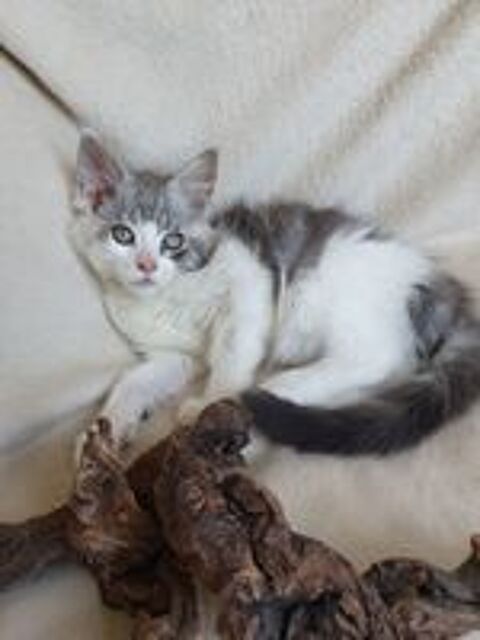   Chatons Maine coon loof  
