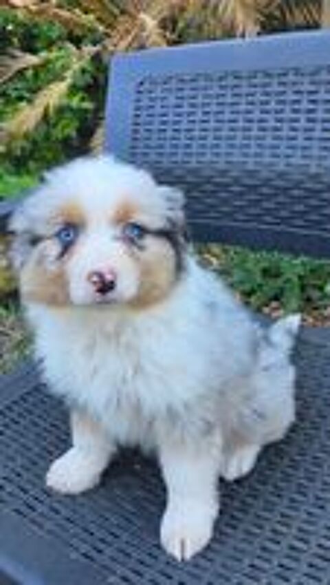   chiots berger australien disponibles 