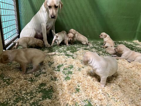 Chiot labrador 800 91630 Guibeville