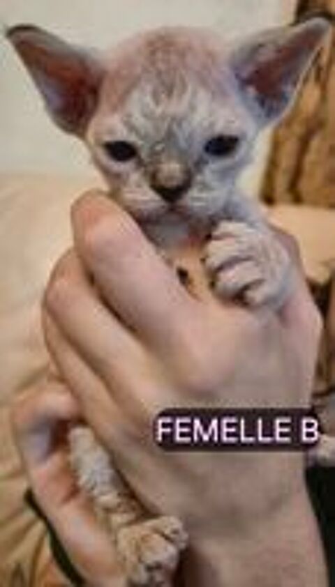   Magnifiques BB Devon Rex femelles et mâles LOOF 