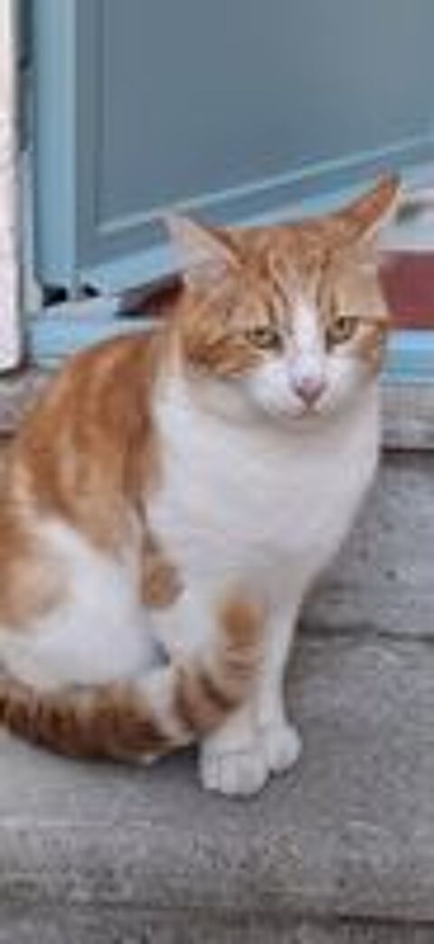   Chat GAVROCHE � l adoption 