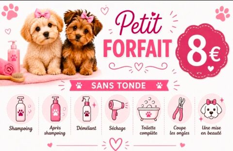 Toilettage a domicile 0 59199 Bruille-saint-amand