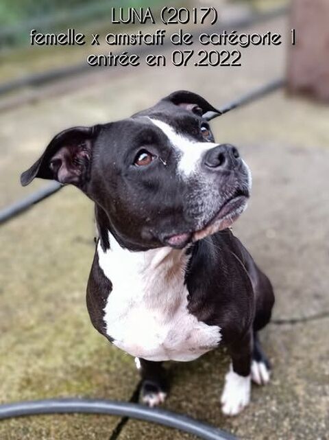 LUNA, staff LOF 8 ans 0 81200 Aiguefonde