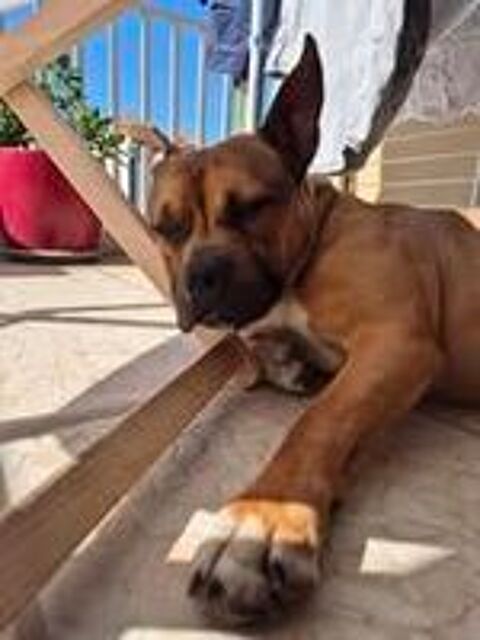   Chien ODEN � l adoption 