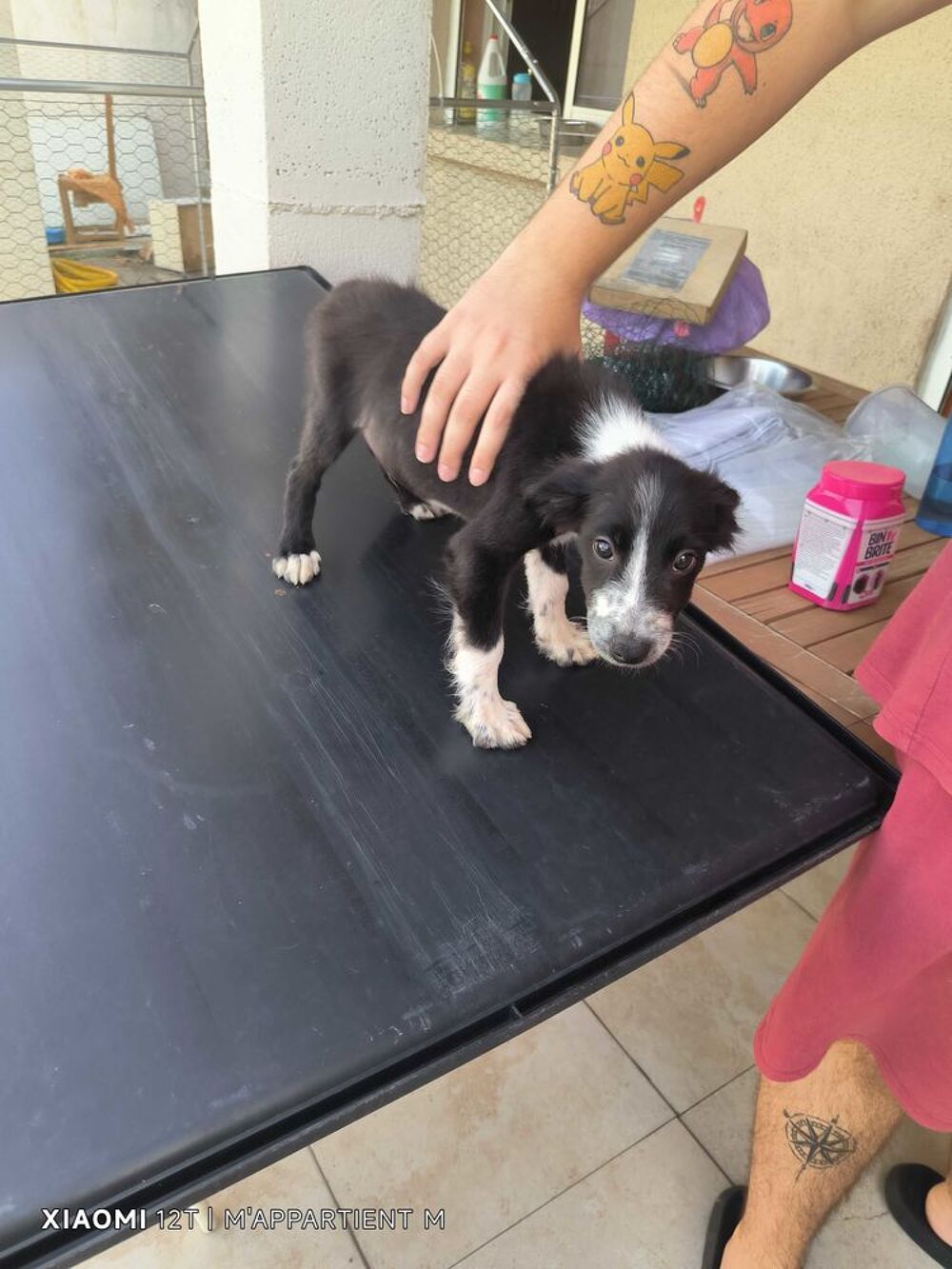 donne chiot border collie avant le 10.10.26 Jardin