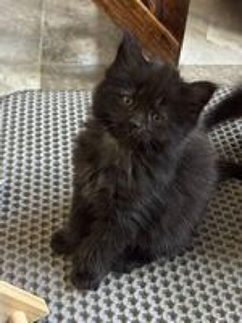   A réserver Magnifiques chatons Maine Coon croisés Persan  