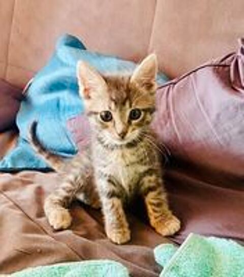   2 CHATONS TRÈS CALINS ET JOUEURS 