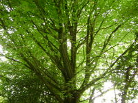   Jardinier CESU Qualifié - Expérimenté entretien vos jardins  