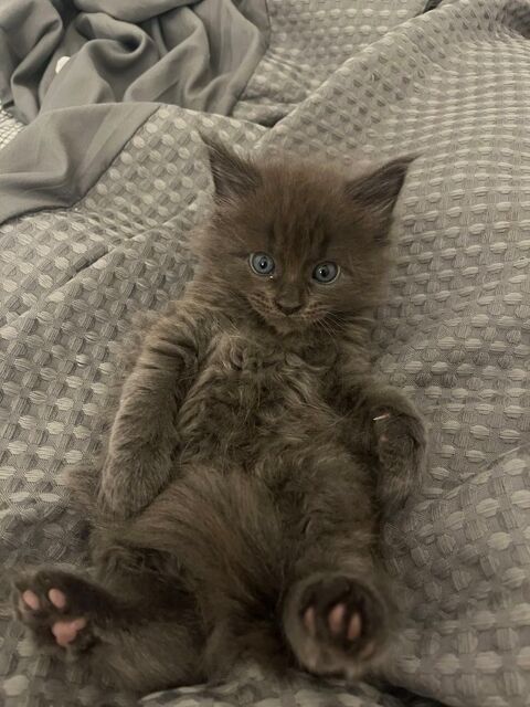 Chatons Maine Coon non LOOF &agrave; r&eacute;server 800 83170 Rougiers
