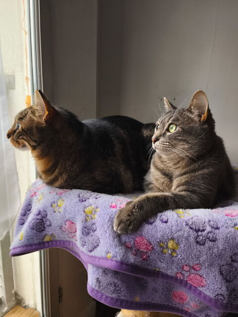 Don chat 0 75018 Paris