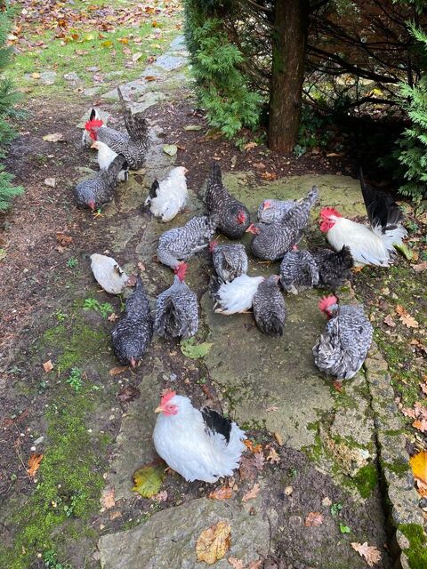 couple volaille naine CHABO coucou 30 77111 Soignolles-en-brie