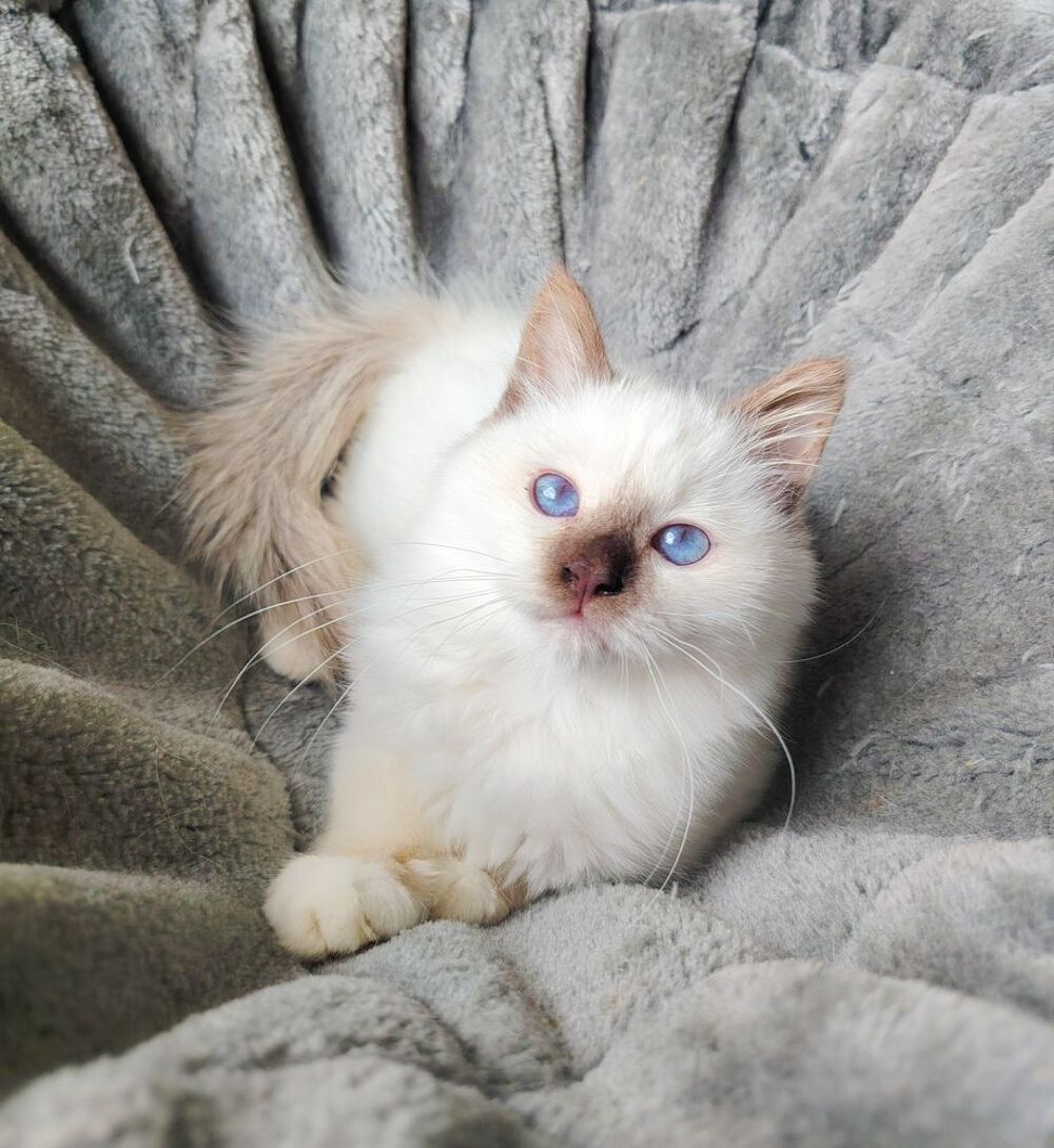   Magnifique chaton sacré de Birmanie loof  