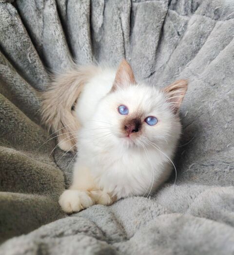 Magnifique chaton sacr&eacute; de Birmanie loof 1500 83300 Draguignan