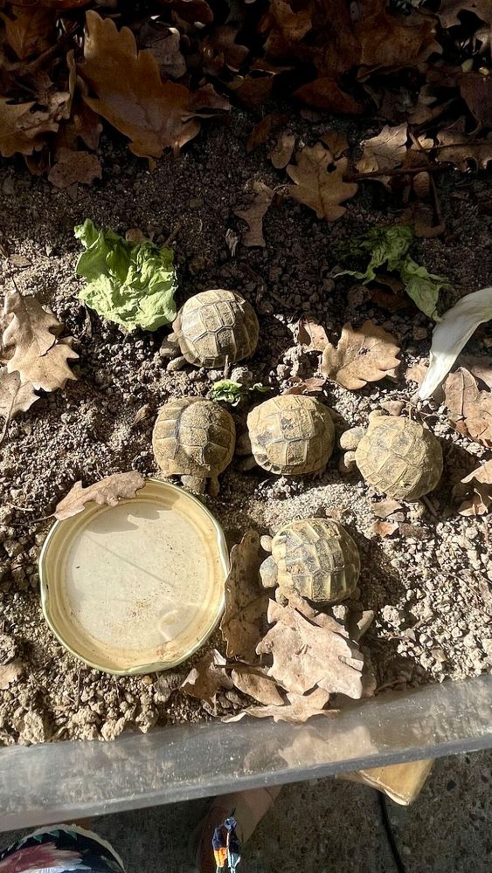   Bébés tortues sept. 2026 