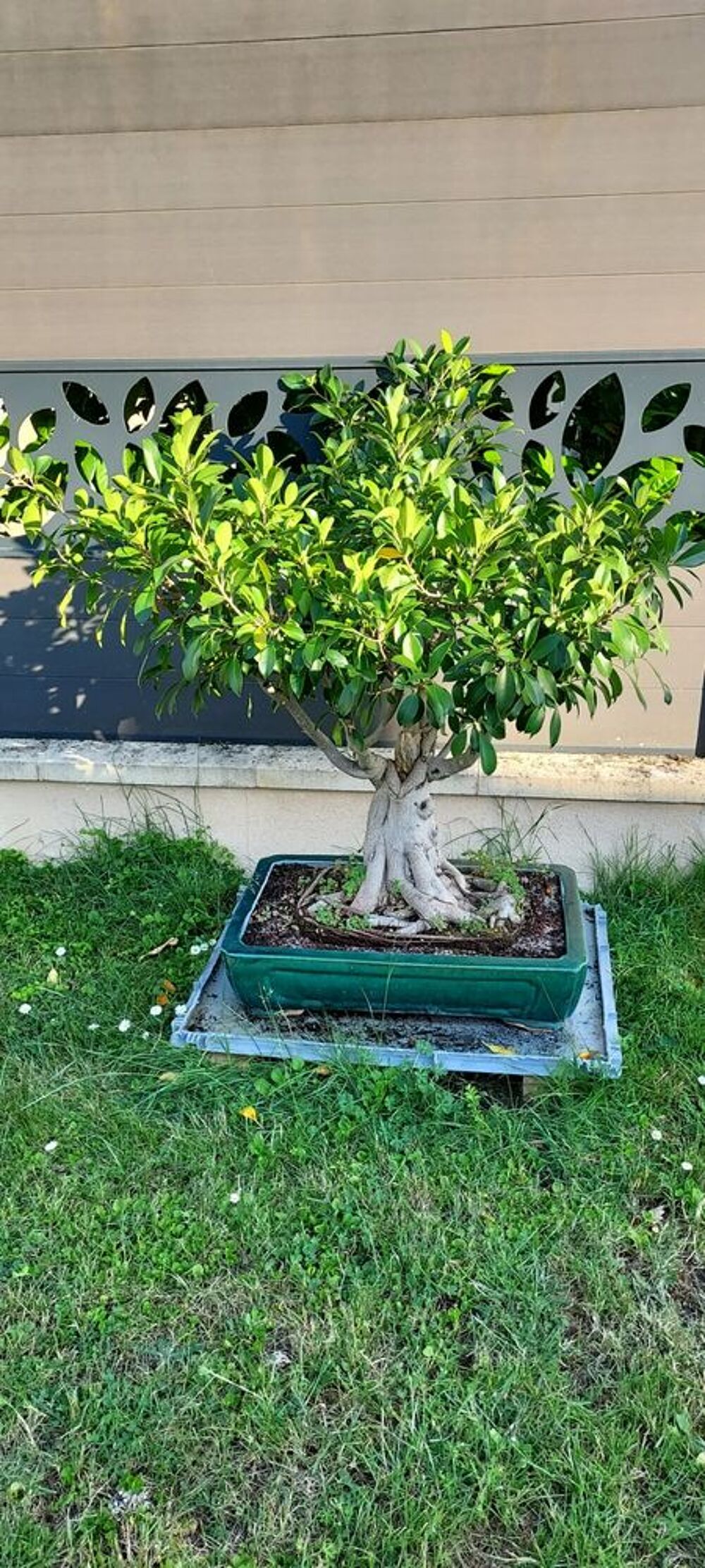 Bonsai Ficus Jardin