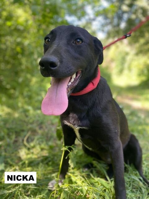 NICKA SE TREOUVE DANS UN REFUGE EN UKRAINE 0 75018 Paris