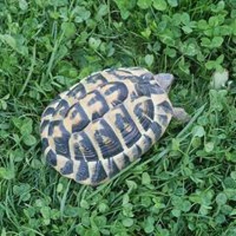   Tortue Adulte Ile de France 