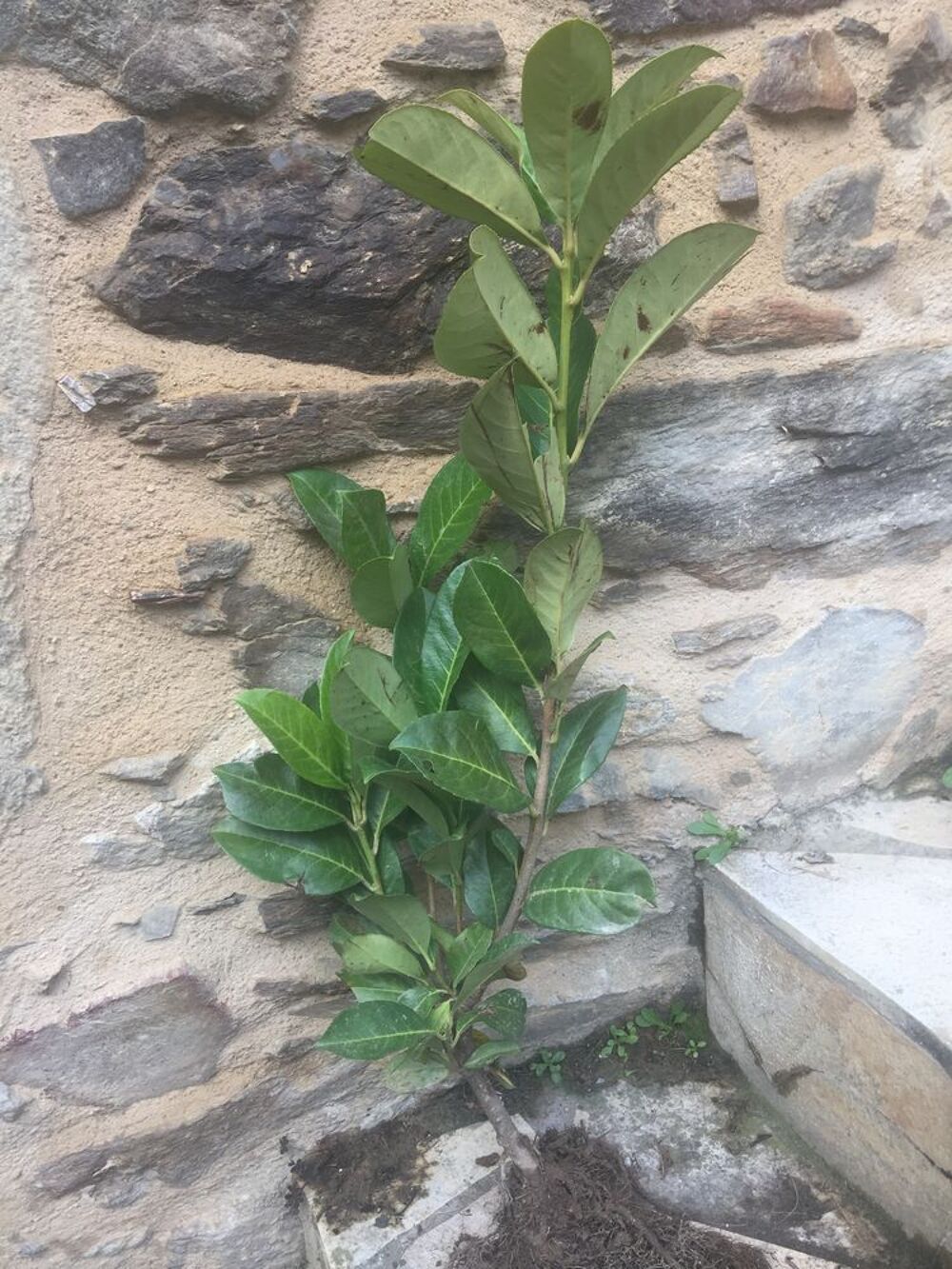 Laurier palme, laurines, laurieres : 40 &agrave; 60 cm Jardin