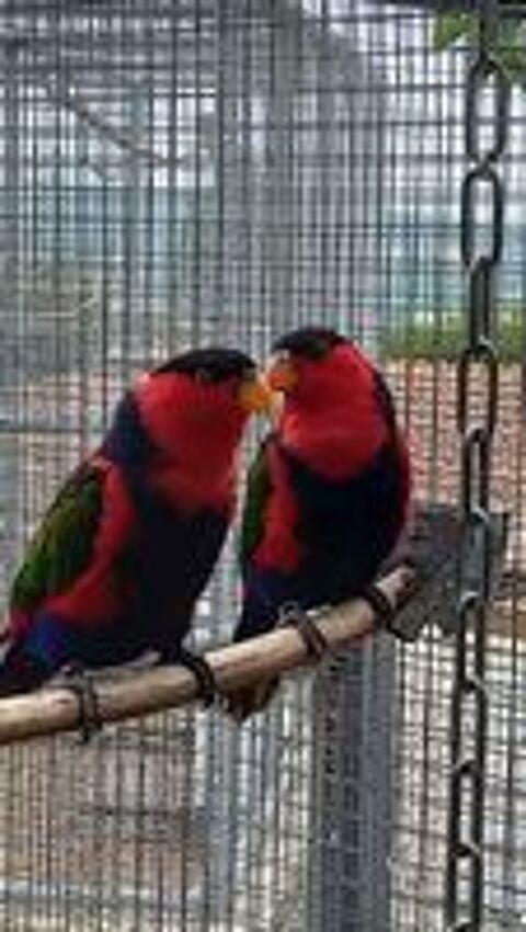     lori tricolore   (lorius lory lory )   
