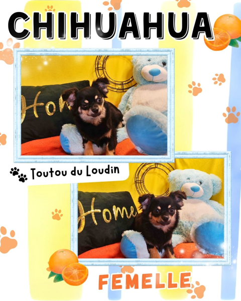 Chiot chihuahua femelle poils longs 650 18140 Pr�cy