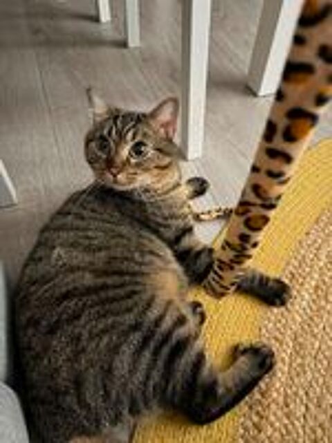   Baqara, un amour de jeune chat ! 