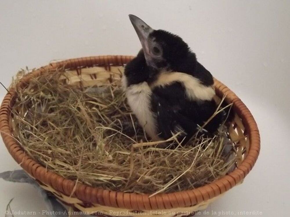   bébé pie ou corneille 